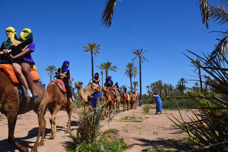 Marrakech Palm Grove Camel Ride